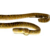 Merauke Scrub Python Yearling - Female #MSPYF2