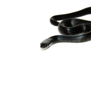 Mexican Black Kingsnake (Lampropeltis getula nigrita)