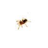 The Mexican Fire Leg Tarantula (Brachypelma boehmei) is one of the most stunning and popular species in the tarantula hobby.