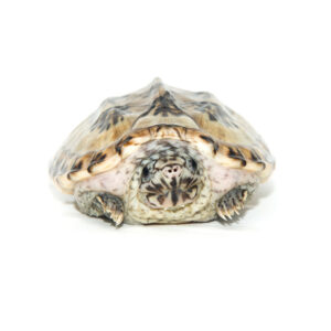 Mexican Giant Musk (Hi White) (Staurotypus triporcatus)