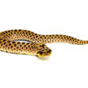 Mexican Hognose Snake (Heterodon kennerlyi)