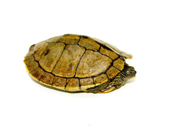 Mississippi Map Turtle Adults