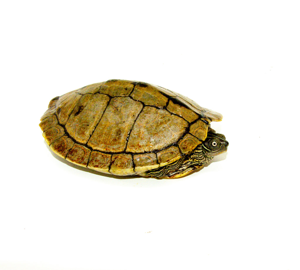 Mississippi Map Turtle Adults (Graptemys pseudogeographica) - One Stop ...