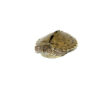 Mississippi Map Turtle Baby