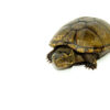 Mississippi Mud Turtle