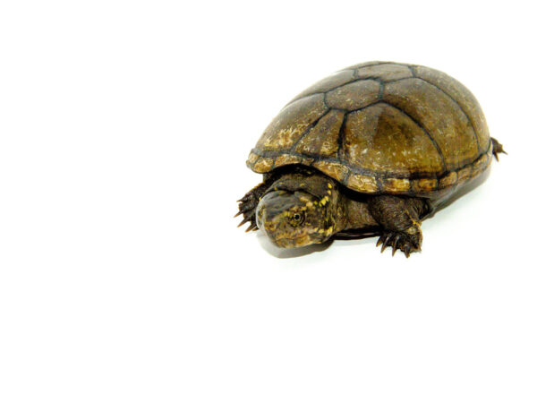 Mississippi Mud Turtle