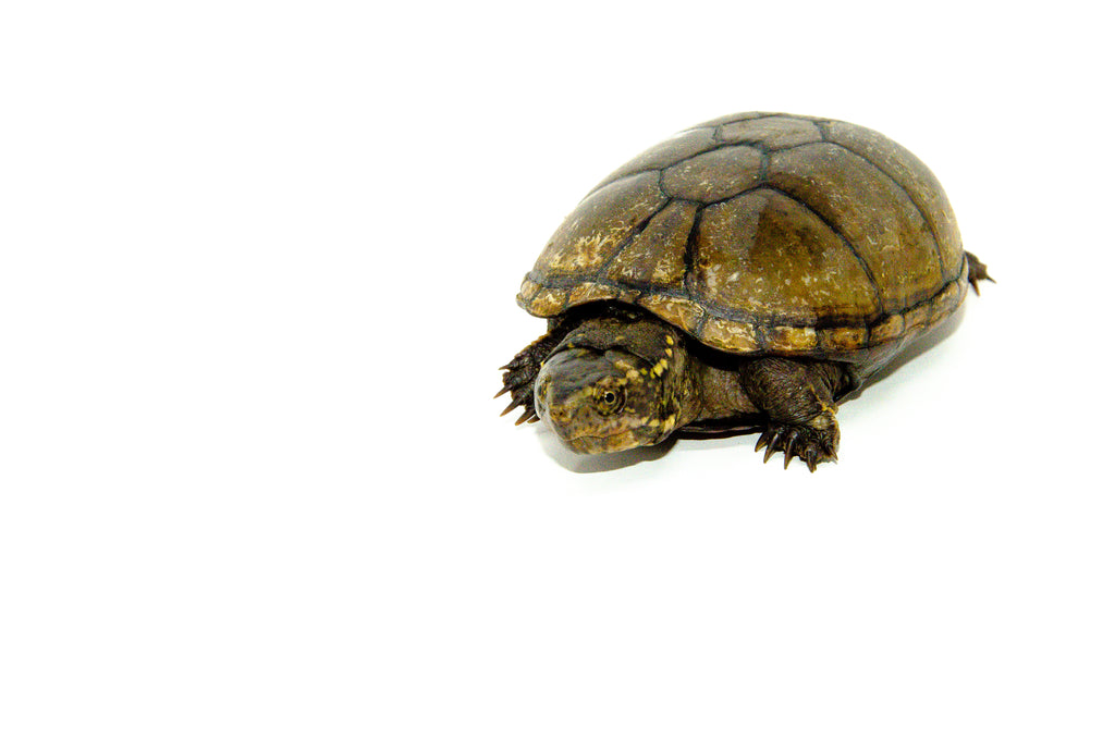 Mississippi Mud Turtle (Kinosternon subrubrum hippocrepis) - One Stop ...