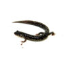 The mississippi slimy salmander (plethodon mississippi) is a terrestrial amphibian native to the hardwood forests of the southeastern United States
