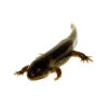 The mole salmanders (ambytoma talpoideum) is a small, secretive amphibian with a big personality. Native to the southeastern United States