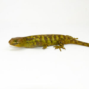 The Monkey Tailed Skink is one of the most distinctive reptiles in the pet trade. Native to the Solomon Islands, Corucia zebrata is famous for its prehensile tail