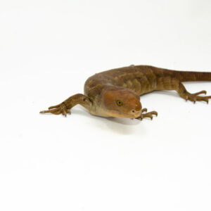 The monkey tailed skink juvenile female is a captivating reptile native to the Solomon Islands. This young Corucia zebrata showcasesk