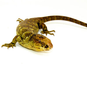 The monkey tailed skink juvenile female is a captivating reptile native to the Solomon Islands. This young Corucia zebrata showcasesk