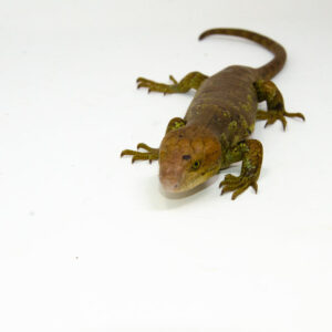 The monkey tailed skink juvenile female is a captivating reptile native to the Solomon Islands. This young Corucia zebrata showcasesk