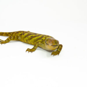 The monkey tailed skink juvenile female is a captivating reptile native to the Solomon Islands. This young Corucia zebrata showcasesk