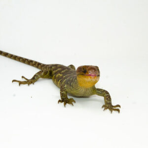 The monkey tailed skink juvenile female is a captivating reptile native to the Solomon Islands. This young Corucia zebrata showcasesk