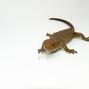The monkey tailed skink juvenile female is a captivating reptile native to the Solomon Islands. This young Corucia zebrata showcasesk
