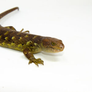 The monkey tailed skink juvenile female is a captivating reptile native to the Solomon Islands. This young Corucia zebrata showcasesk