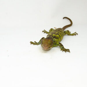 The monkey tailed skink juvenile female is a captivating reptile native to the Solomon Islands. This young Corucia zebrata showcasesk