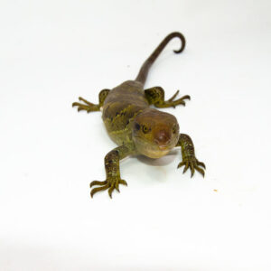 The monkey tailed skink juvenile female is a captivating reptile native to the Solomon Islands. This young Corucia zebrata showcasesk