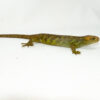 The monkey tailed skink juvenile female is a captivating reptile native to the Solomon Islands. This young Corucia zebrata showcases the early traits of a prehensile-tailed skink