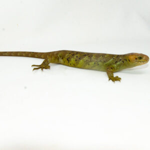The monkey tailed skink juvenile female is a captivating reptile native to the Solomon Islands. This young Corucia zebrata showcases the early traits of a prehensile-tailed skink