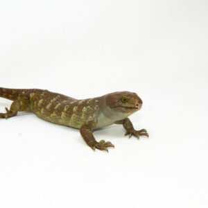 The monkey tailed skink juvenile male is a rare and fascinating addition to any reptile collection. Native to the Solomon Islands,