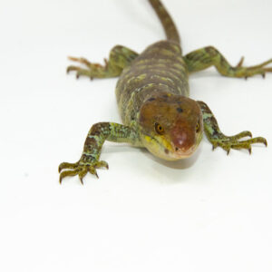 The monkey tailed skink juvenile male is a rare and fascinating addition to any reptile collection. Native to the Solomon Islands,