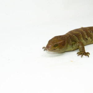 The monkey tailed skink juvenile male is a rare and fascinating addition to any reptile collection. Native to the Solomon Islands, this young Corucia zebrata