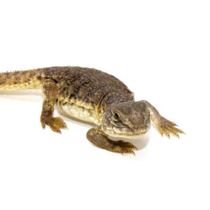 The Moroccan uromastyx (Uromastyx acanthinura) is a tough, heat-loving lizard native to the arid regions of North Africa.