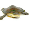 Nasuta Toad Headed Turtles for sale