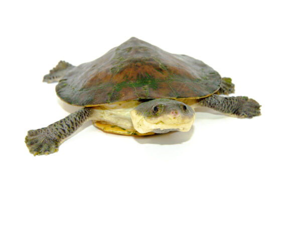 Nasuta Toad Headed Turtles for sale