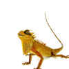 The Natal's horned dragon, also known as Acanthocercus natalensis, is a bold, spiny lizard native to southern Africa. With its armored look, upright posture, and ease of care,