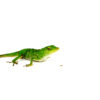 The neotropical giant anole (Anolis frenatus) is an impressive, vibrant green lizard found in Central and South America. Known for its size, speed, and arboreal lifestyle