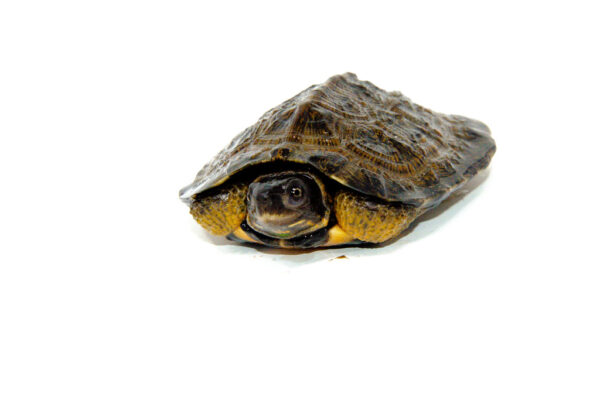 North American Wood Turtle Juvenile