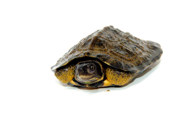 North American Wood Turtle Juvenile