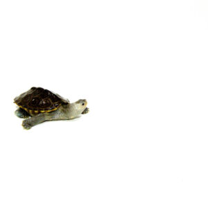 Northern Diamondback Terrapin (Malaclemys terrapin) (2-3 inch ) #1NDT UNSEXED