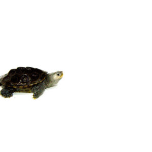 Northern Diamondback Terrapin