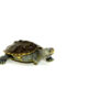 Northern Diamondback Terrapin
