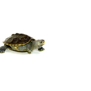 Northern Diamondback Terrapin