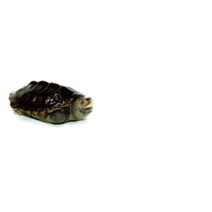 Northern Diamondback Terrapin