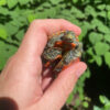 Northern Red Bellied Turtle Baby (Pseudemys rubriventris)
