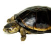 Okavango Mud Turtles for sale