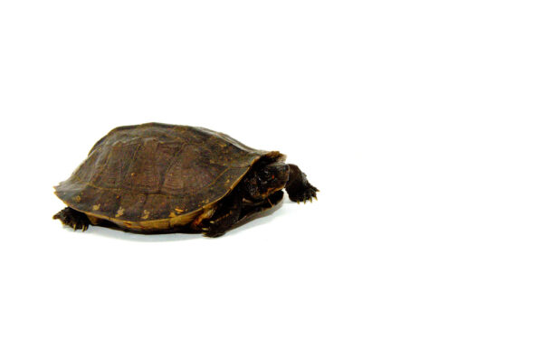 Oldham's Leaf Turtle