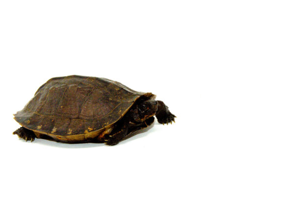 Oldham's Leaf Turtle