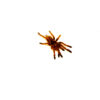 The Orange Baboon Tarantula (Pterinochilus murinus), often referred to in the hobby as the "OBT" or “Orange Bitey Thing,”