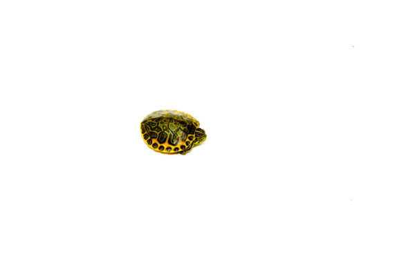 Orange Flame Baby Florida Red Bellied Turtle