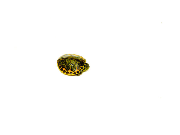 Orange Flame Baby Florida Red Bellied Turtle