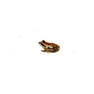 The ornate chorus frog (pseudacris ornata) is a small but fascinating amphibian native to the southeastern United States
