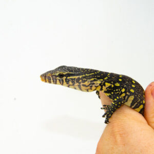 Ornate monitor babies (Varanus ornatus) are beautiful, fast-growing hatchlings that appeal to keepers who enjoy high-energy, intelligent reptiles.