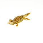 Ornate uromastyx babies are some of the most striking hatchlings in the reptile world. Native to the Middle East